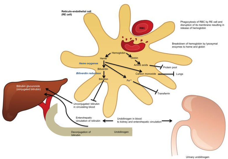 General Considerations Of Hemolytic Diseases, Red Cell Membrane, And ...