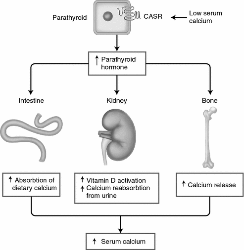 Multiple Endocrine Neoplasia Type 2 | Oncohema Key