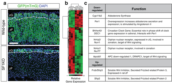 Adrenal Zonation And Development | Oncohema Key