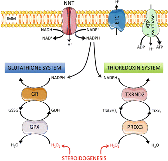 Regulation Of Adrenal Steroidogenesis | Oncohema Key