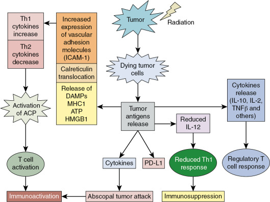 Principles Of Radiobiology | Oncohema Key