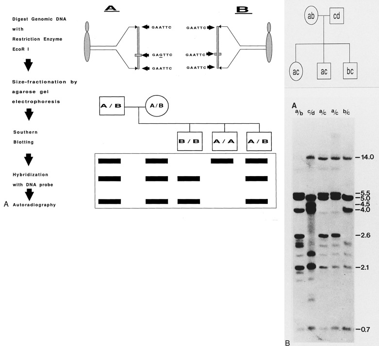 Molecular Endocrinology, Endocrine Genetics, And Precision Medicine ...